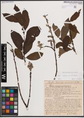 Foto von Salix caprea L. x Salix silesiaca Willd.